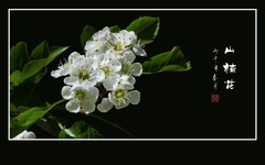 小蜜蜂迷恋山楂花