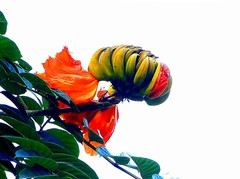 1300【不老松：二游海南纪实】临高长島兰湾的火焰花！