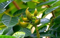 1300【不老松：二游海南纪实】临高长島兰湾的火焰花！