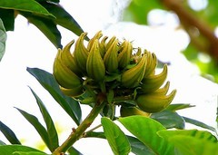 1300【不老松：二游海南纪实】临高长島兰湾的火焰花！