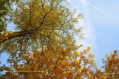 七彩森林 （广州生物岛）二