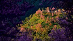 旅途上一一云南无量山樱花