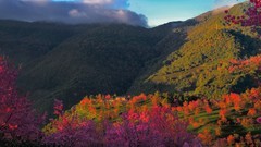 旅途上一一云南无量山樱花