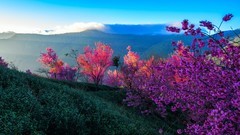 旅途上一一云南无量山樱花