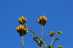拍摄花卉一（982）