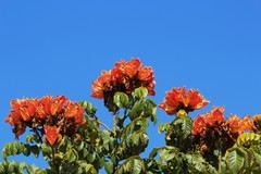 拍摄花卉一（982）