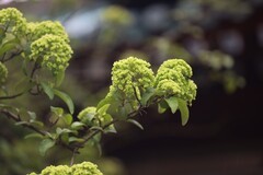 烈士公园木锈球