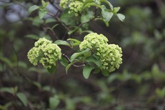 烈士公园木锈球