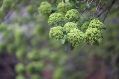 烈士公园木锈球