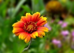 天人菊