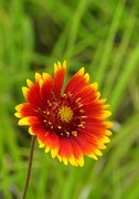 天人菊
