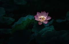 国风荷花