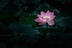 国风荷花