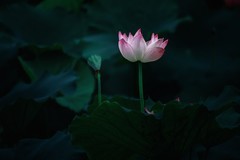 国风荷花
