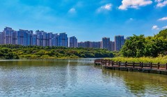 湿地公园天鹅湖里的黑天鹅（DJI Pocket4P拍摄）
