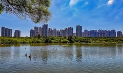湿地公园天鹅湖里的黑天鹅（DJI Pocket4P拍摄）