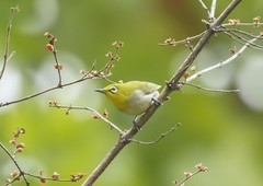 庆元旦-----绣眼（11）