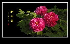 富贵花开迎富贵，新年到来庆新年