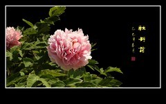 富贵花开迎富贵，新年到来庆新年