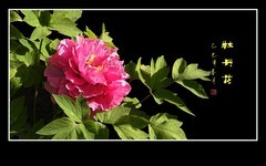 富贵花开迎富贵，新年到来庆新年