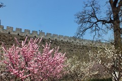 古城垣春晓（北京明城墙遗址公园）