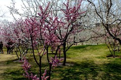 古城垣春晓（北京明城墙遗址公园）