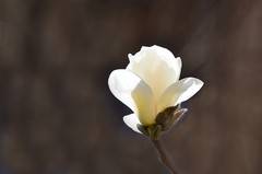 2026玉兰花（5）