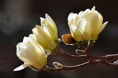 2026玉兰花（5）