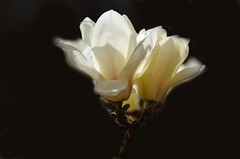 2026玉兰花（5）