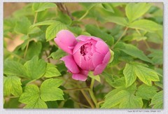 牡丹花开【丙午年-063】