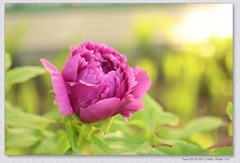 牡丹花开【丙午年-063】