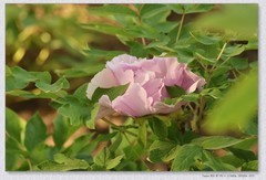 牡丹花开【丙午年-063】