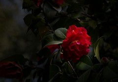 橘子洲拍山茶花3