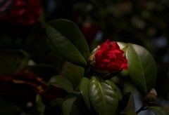 橘子洲拍山茶花3