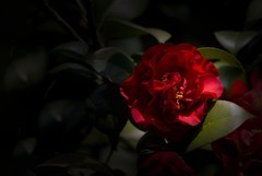 橘子洲拍山茶花3