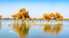 南疆行——沙雅胡杨林（11）