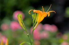 萱草花 (3)