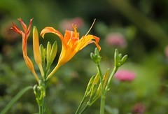 萱草花 (3)