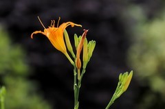 萱草花 (3)