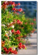 凌霄花（五）