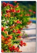 凌霄花（五）