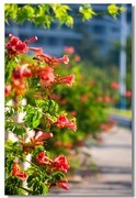 凌霄花（五）