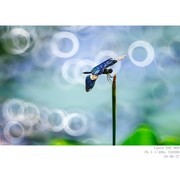 黑翅丽蜻