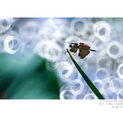 黑翅丽蜻