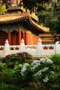 景山公园牡丹花之一
