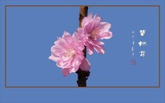 蓝天下怒放的碧桃花
