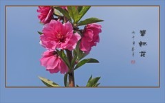 蓝天下怒放的碧桃花