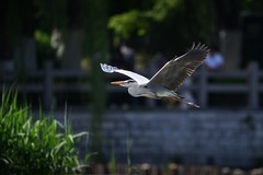 苍鹭（二）