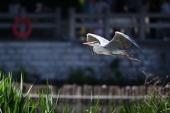 苍鹭（二）