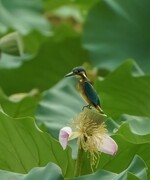 荷塘小翠(1)